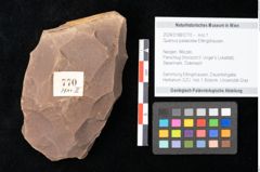 Foto (Objekt + Etikett) von Quercus palaeoilex Ettingshausen (NHMW-GEO-2024-0188-0770)